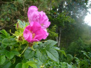 Flower in garden